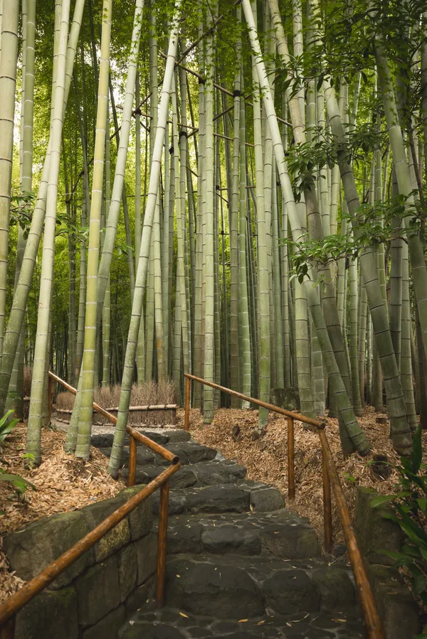 Bamboo, Hokokuji: Kamakura's Bamboo Forest and the Quiet Alternative to Arashiyama
