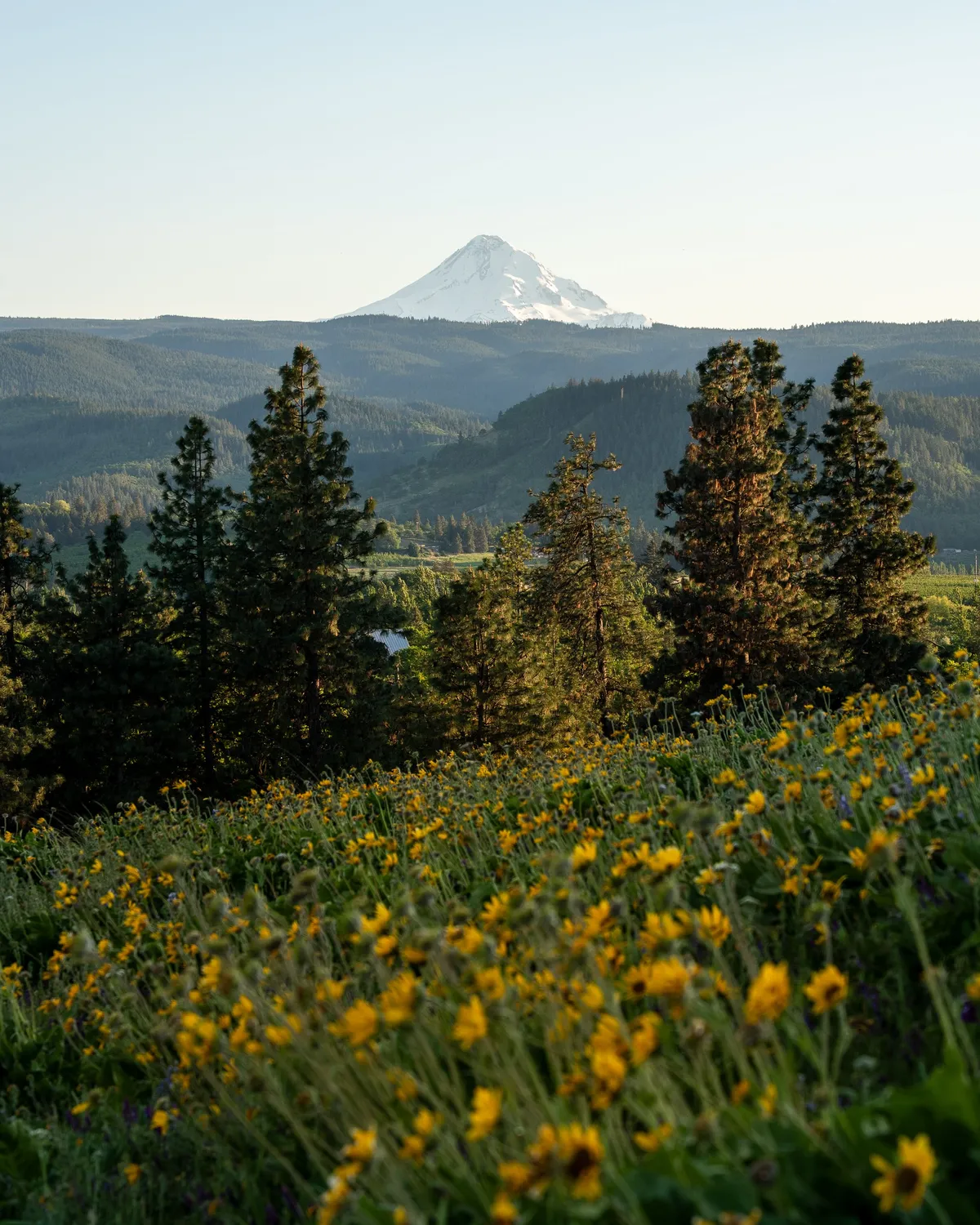 Flowers main, Memaloose Hills: Columbia River Gorge Wildflowers & Mount Hood