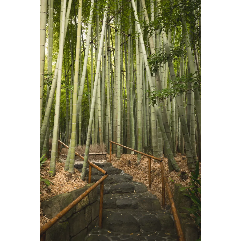Hokokuji Bamboo Grove